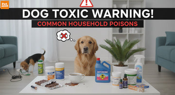 Did you know these common items can harm your dog?