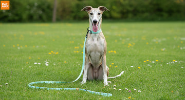 Why does your dog have traumatic dermatitis?