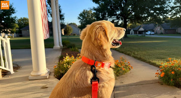 Tips for First-Time Dog Owners...