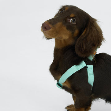 AllWeather Waterproof Dog Harness