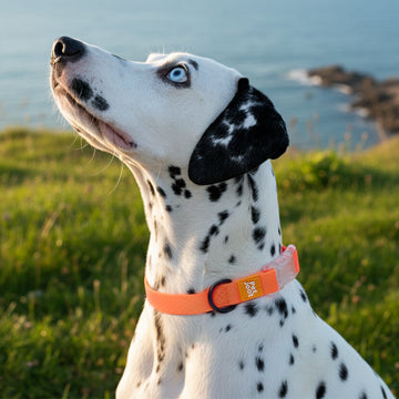 AllWeather Waterproof Dog Collar
