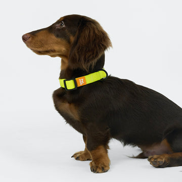 AllWeather Waterproof Dog Collar Yellow