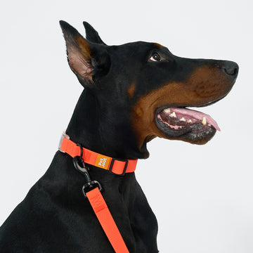 AllWeather Waterproof Dog Collar Orange