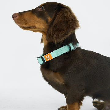 AllWeather Waterproof Dog Collar Blue