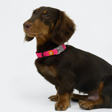 AllWeather Waterproof Dog Collar Pink