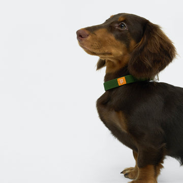 AllWeather Waterproof Dog Collar Green