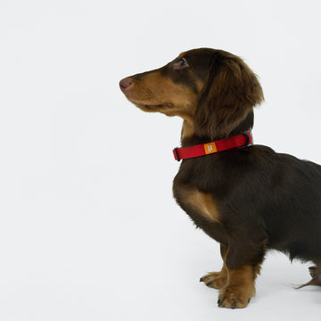 AllWeather Waterproof Dog Collar Red