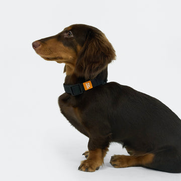 AllWeather Waterproof Dog Collar Black