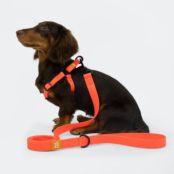 AllWeather Waterproof Dog Leash Orange
