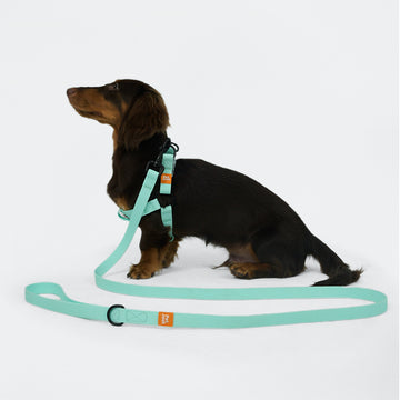 AllWeather Waterproof Dog Leash Blue