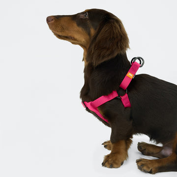 AllWeather Waterproof Dog Harness Pink