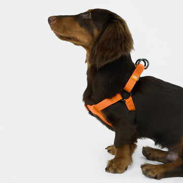 AllWeather Waterproof Dog Harness Orange