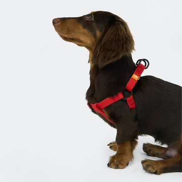 AllWeather Waterproof Dog Harness Red