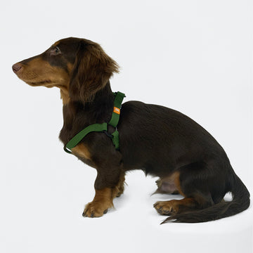 AllWeather Waterproof Dog Harness Green