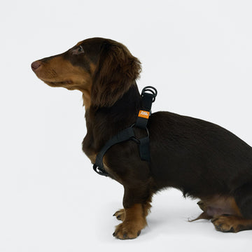 AllWeather Waterproof Dog Harness Black