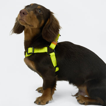AllWeather Waterproof Dog Harness Yellow