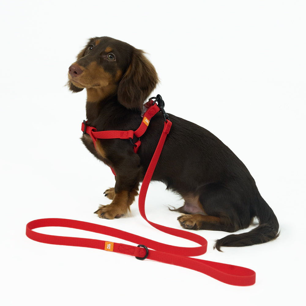 AllWeather Waterproof Dog Leash