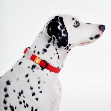 AllWeather Waterproof Dog Collar